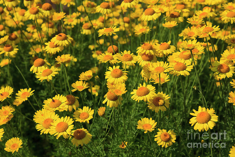 Flowerbed Of Yellow Daisies In The Summertime Photograph