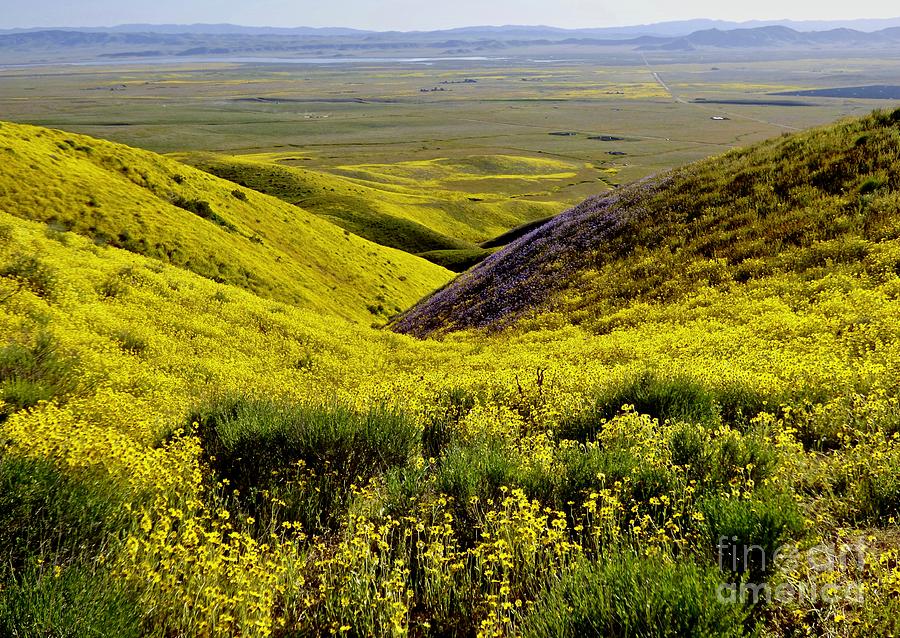 Flowered Slopes to Soda Lake Photograph by Amelia Racca