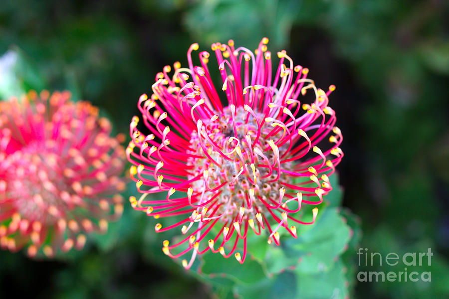 Flowerhead Photograph - Flowerhead Of A Hakea - Australian by Cloudia Spinner Flowerhead Photograph - Flowerhead Of A Hakea - Australian by Cloudia Spinner