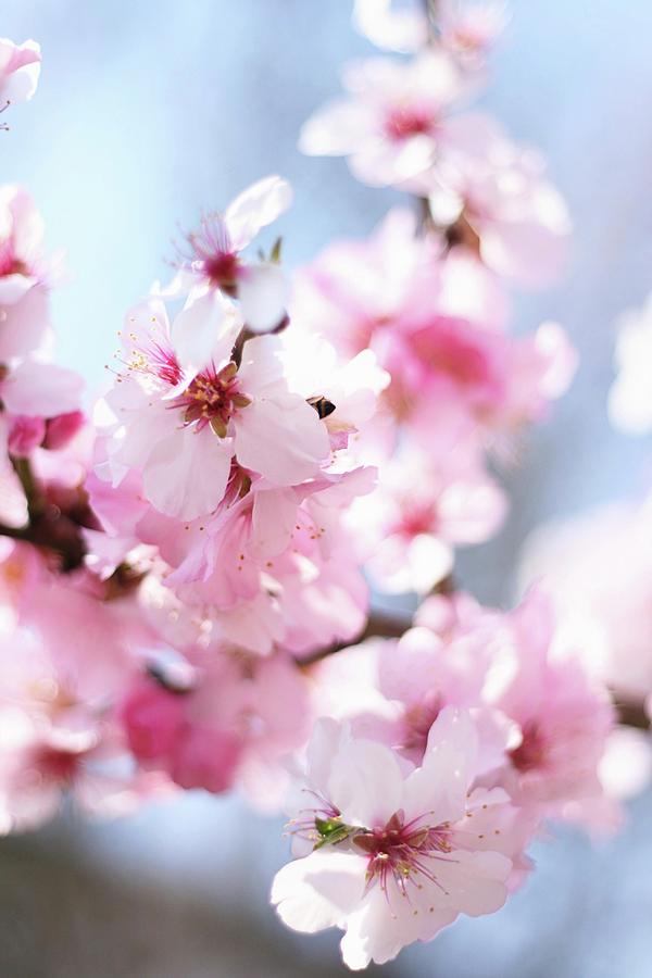 Flowering Almond Branch Photograph by Alexandra Panella