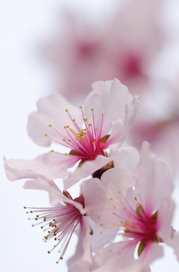 Flowering Almond, Prunus Dulcis, Germany, Europe Photograph by Foto Herzig