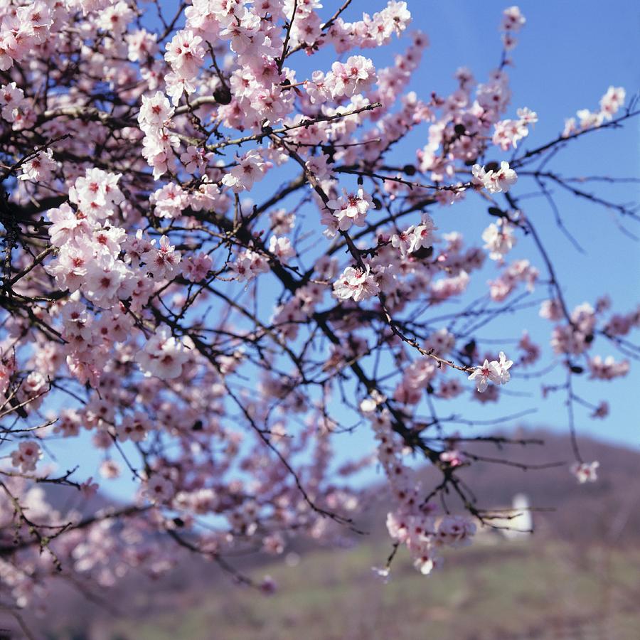 Flowering Almond Tree, Vineyards In Background palatinate Photograph by Feiler Fotodesign