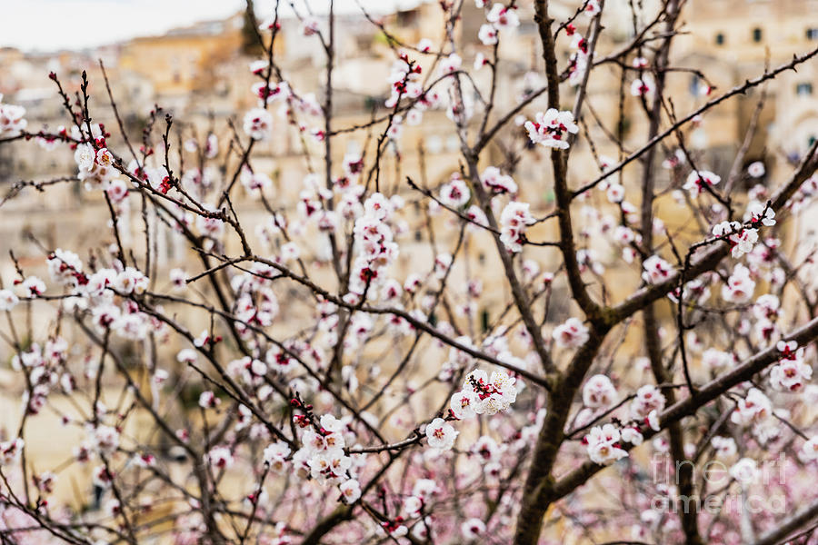 Flowering Almond Trees During The Spring In A Mediterranean City Photograph