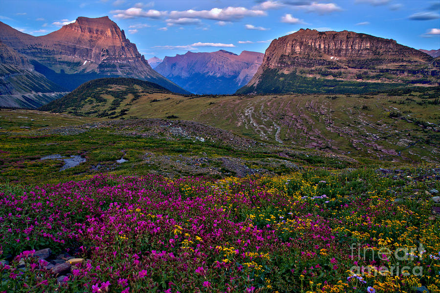 Flowering Alpine Meadows Photograph by Adam Jewell