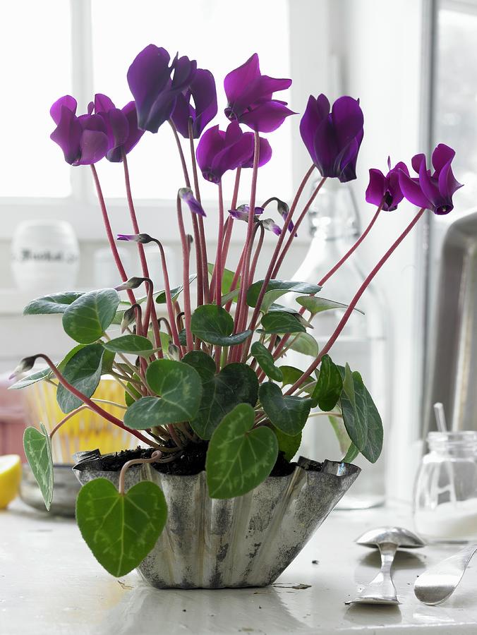 Flowering Alpine Violets In A Folded Metal Bowl Photograph by Greenhaus Press