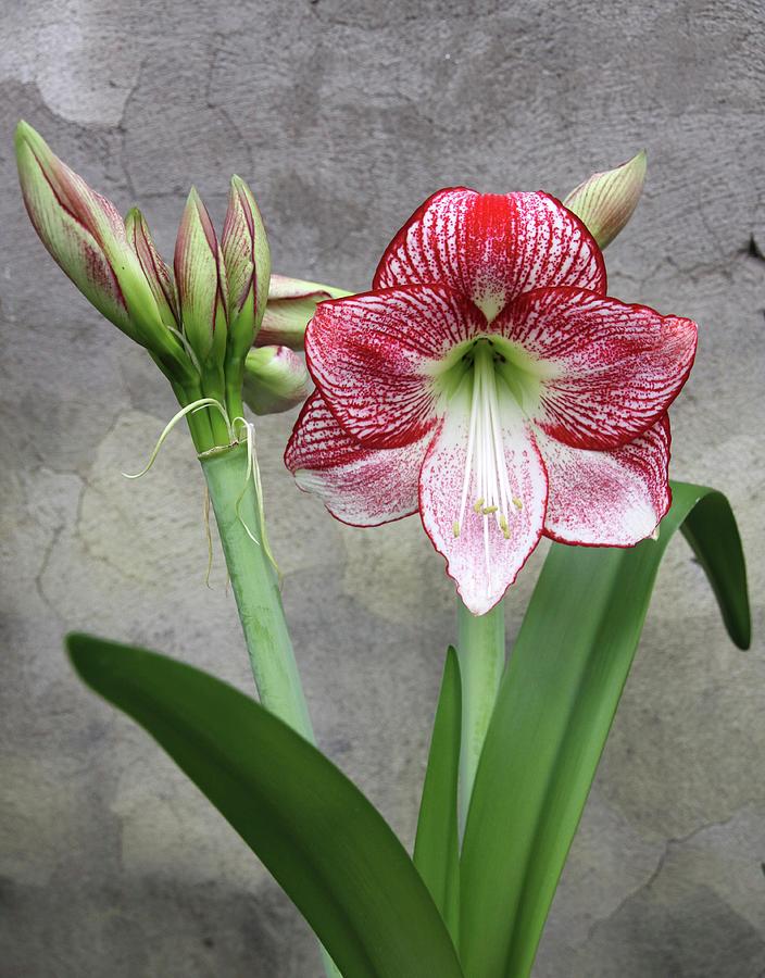 Flowering Amaryllis Of Variety flamenco Queen Photograph by Susanna Rosn