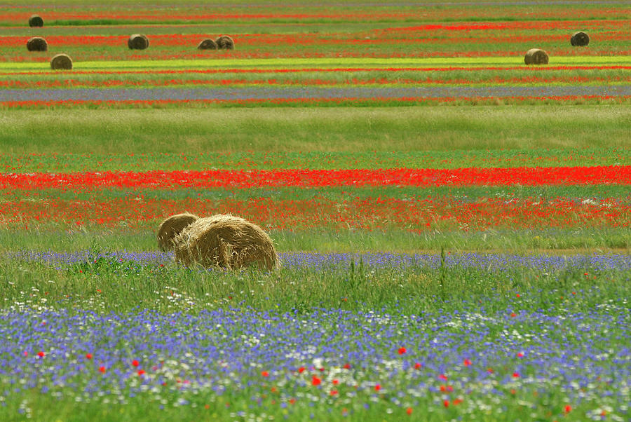Flowering And Hayballs Photograph by Vittorio Ricci - Italy