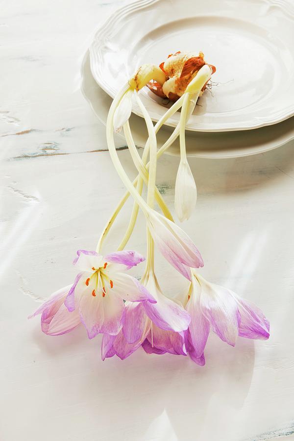 Flowering Autumn Crocus With Bulb On Vintage Plate Photograph by Sabine Lscher
