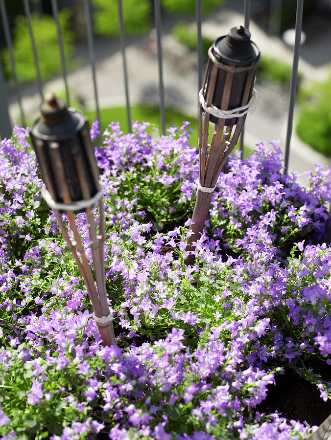Flowering Balcony Plants With Two Torches Photograph by Per Magnus Persson