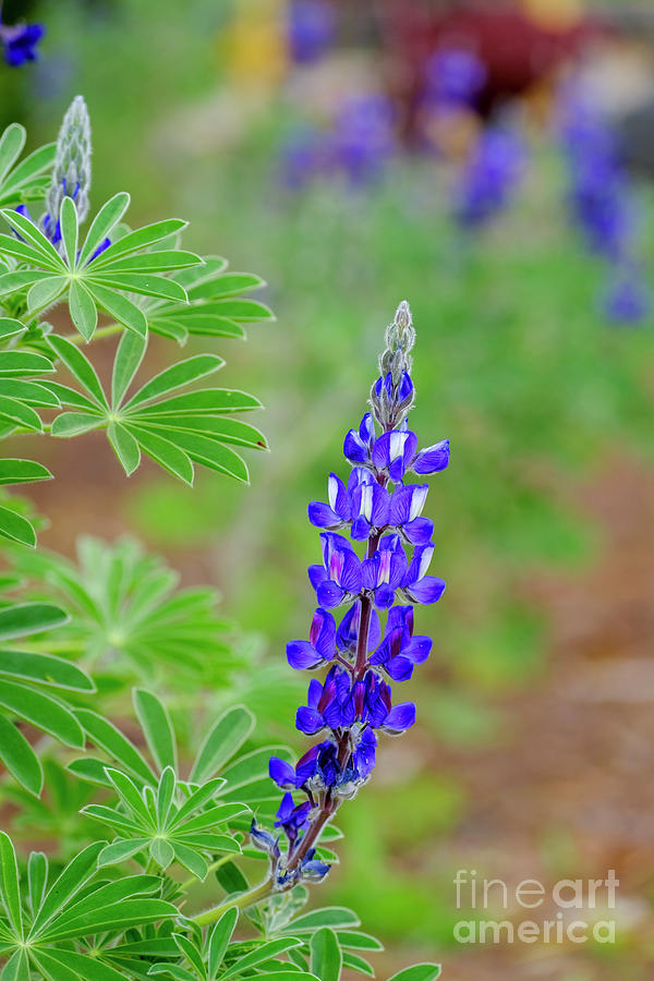 Flowering Blue Lupin h2 Photograph by Ofer Zilberstein