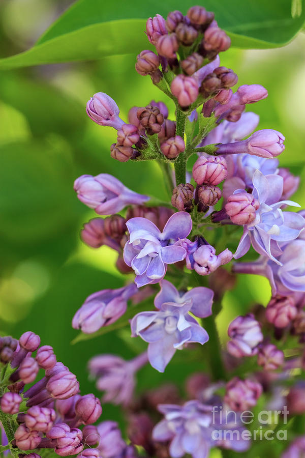 Flowering Branch Of Lilac Close-up In Nature On A Sunny Day Photograph