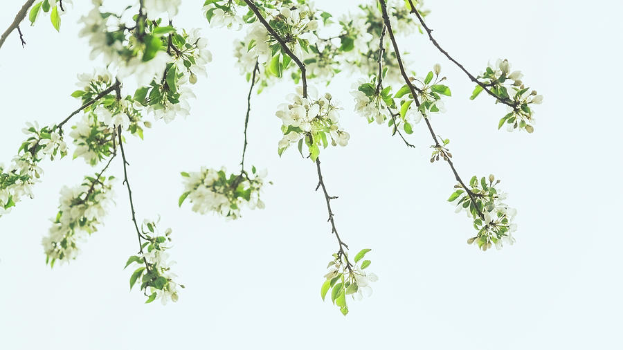 Flowering Branches by Jeanette Fellows Flowering Branches by Jeanette Fellows