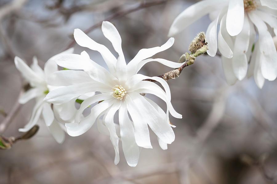 Flowering Branches Of Magnolia Stellata Photograph by Yelena Strokin