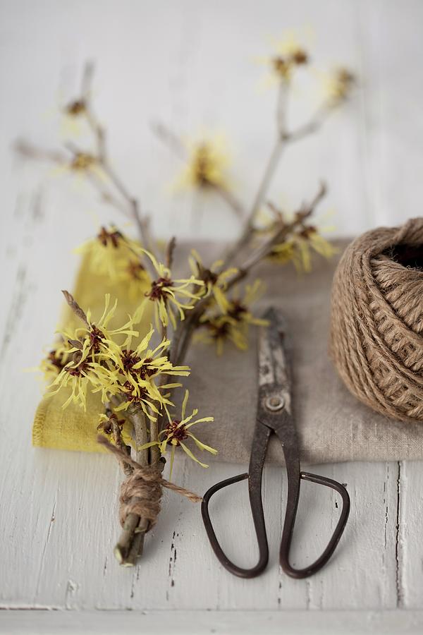 Flowering Branches Of Witch Hazel hamamelis, Scissors And Twine Photograph by Martina Schindler