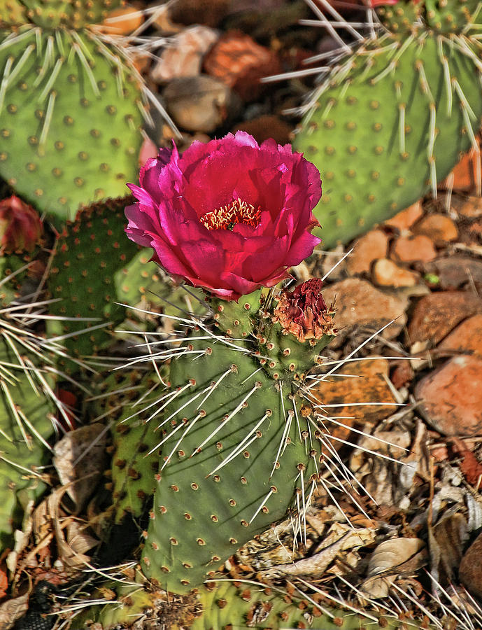 Flowering Cactus # 3 Photograph by Allen Beatty
