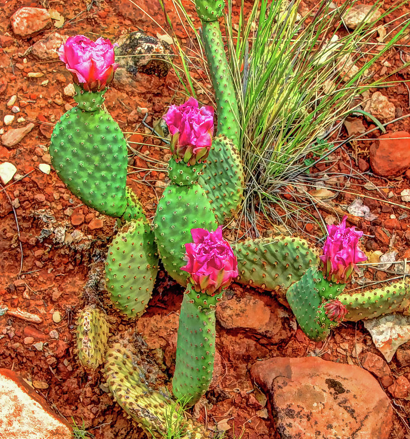 cactus with flowers cactus with flowers