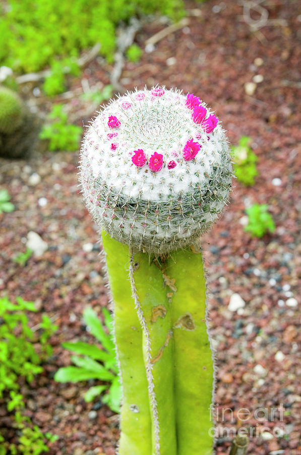 Flowering Cactus a2 Photograph by Ilan Rosen