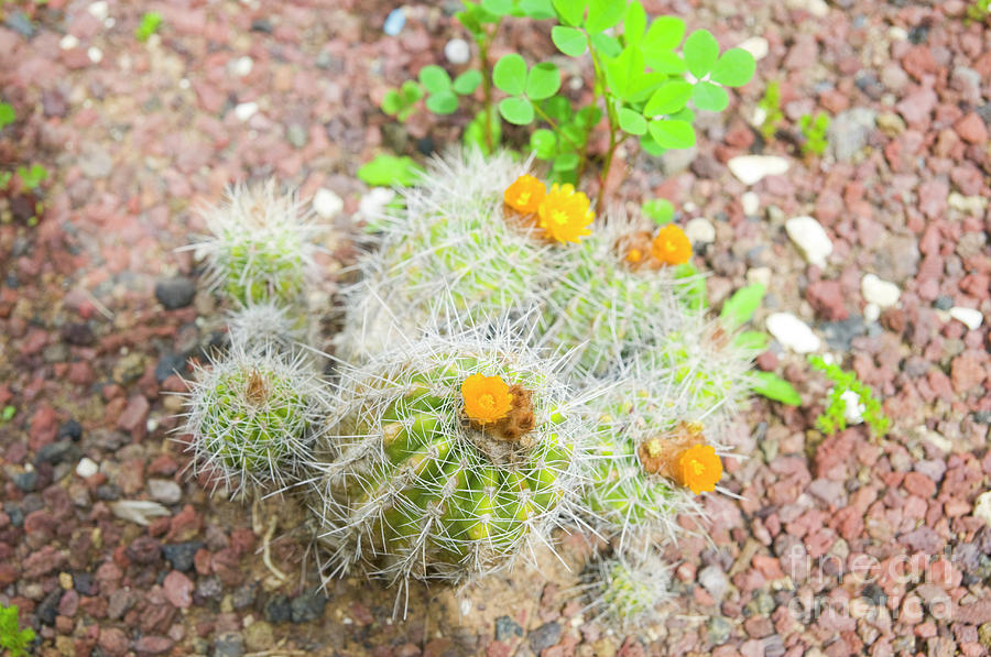 Flowering Cactus a3 Photograph by Ilan Rosen