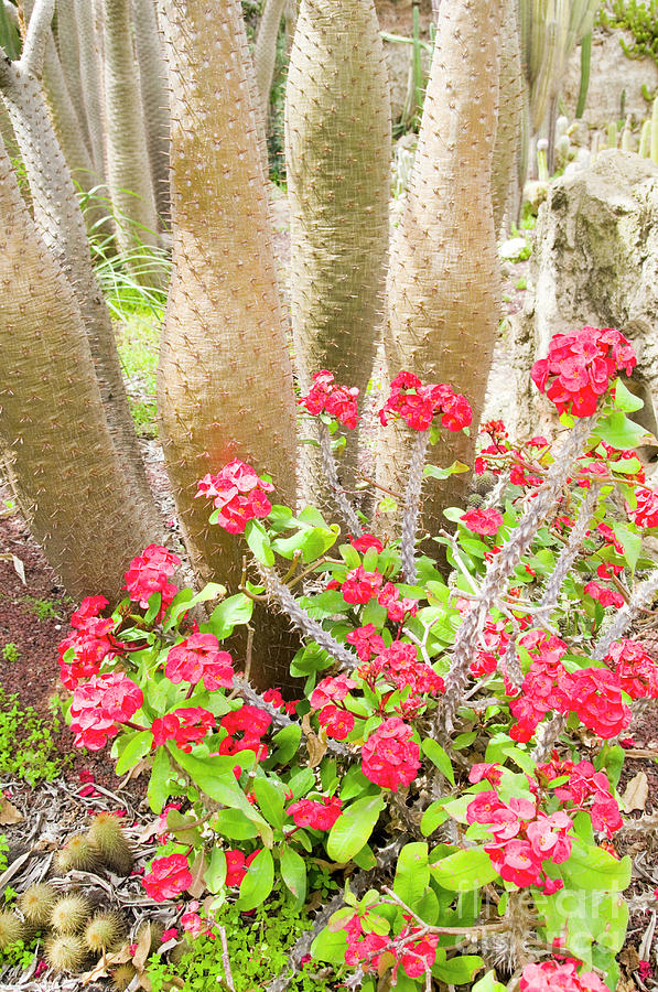 Flowering Cactus a4 Photograph by Ilan Rosen