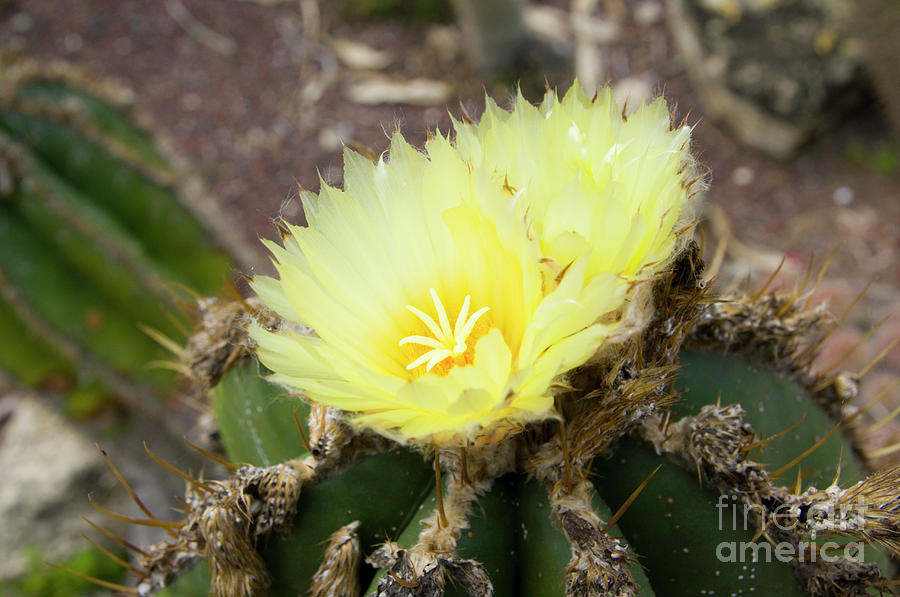 Flowering Cactus a5 Photograph by Ilan Rosen