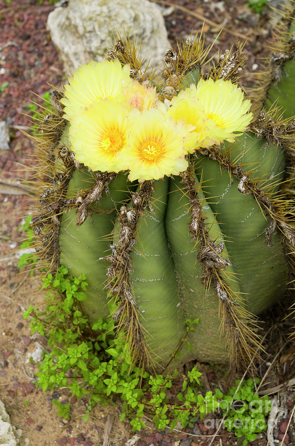 Flowering Cactus a7 Photograph by Ilan Rosen
