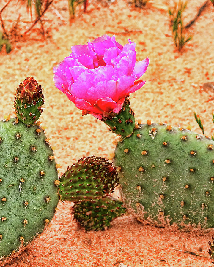Flowering Cactus Photograph by Allen Beatty
