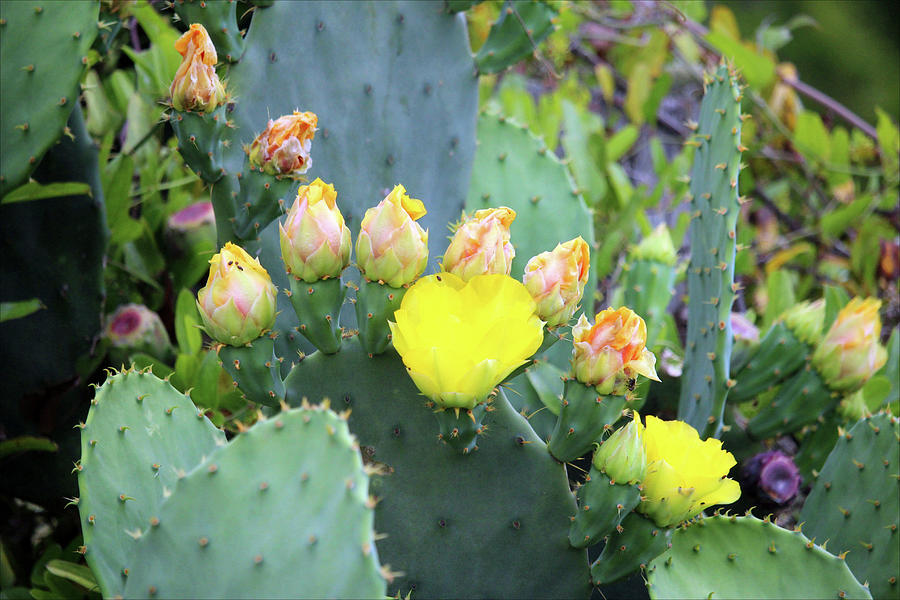 Flowering Cactus Photograph by Cynthia Guinn