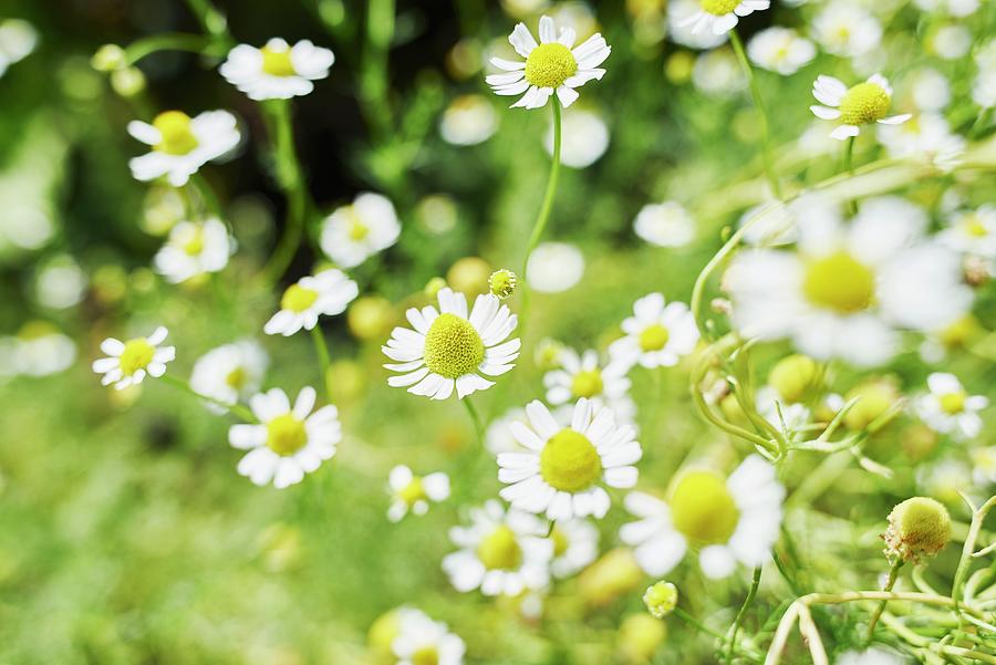 Flowering Camomile In A Garden close-up Photograph by Oliver Lippert