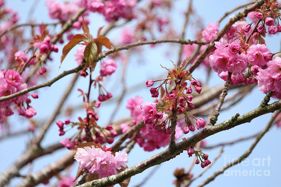 Flowering Cherry Donegal Ireland Photograph by Eddie Barron
