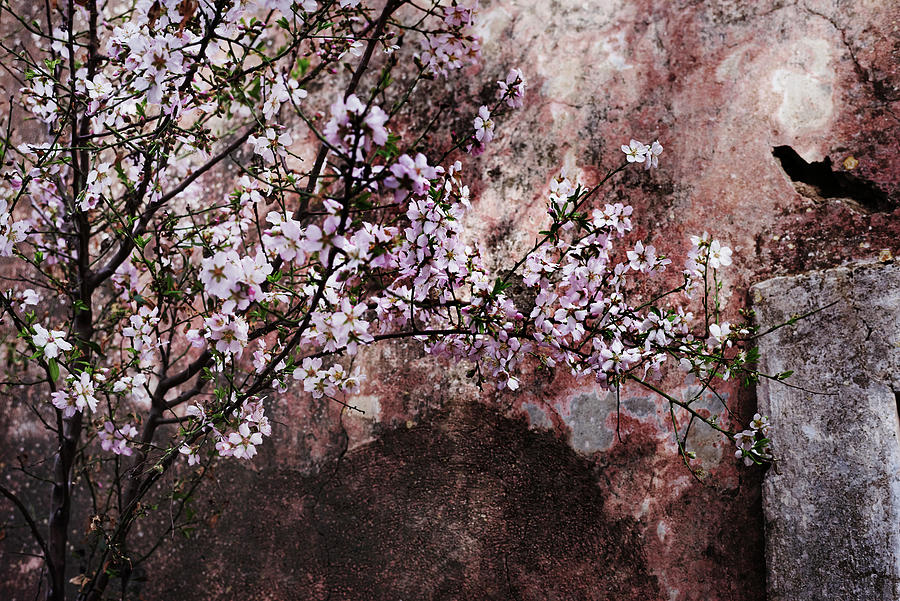Flowering Cherry Tree Photograph by Anna Huerta
