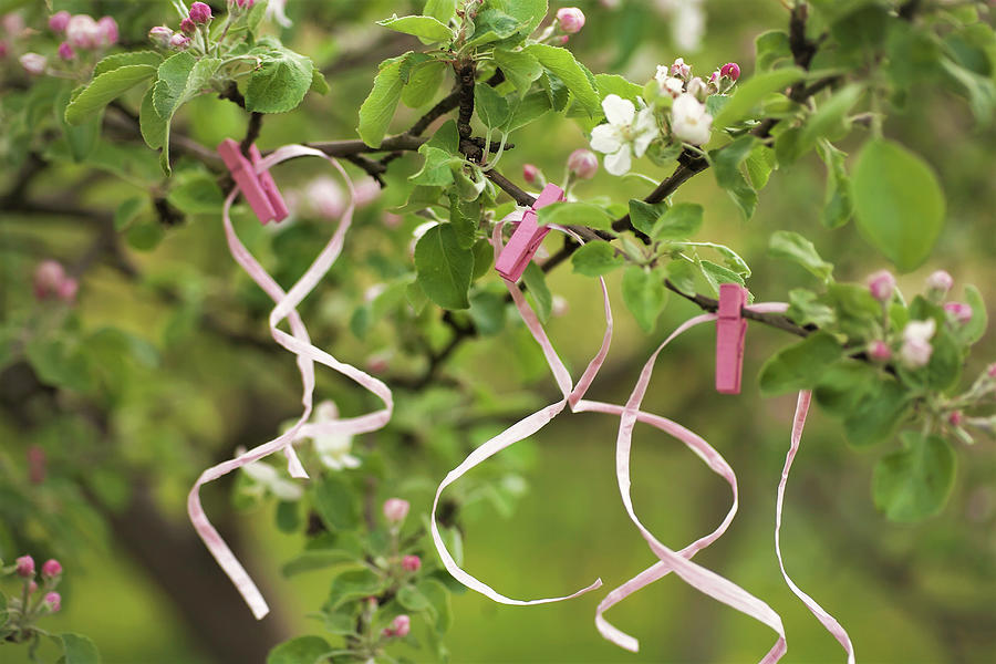 Flowering Cherry Tree Decorated With Pink Clothes Pegs And Ribbons Photograph by Alicja Koll