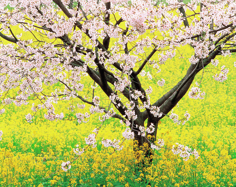 Nature Photograph - Flowering Cherry Tree In Mustard Field by Panoramic Images