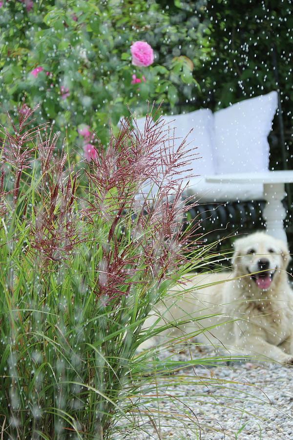 Flowering Chinese Grass, Rose, And A Dog In The Rain On The Terrace Photograph by Hilda Hornbachner