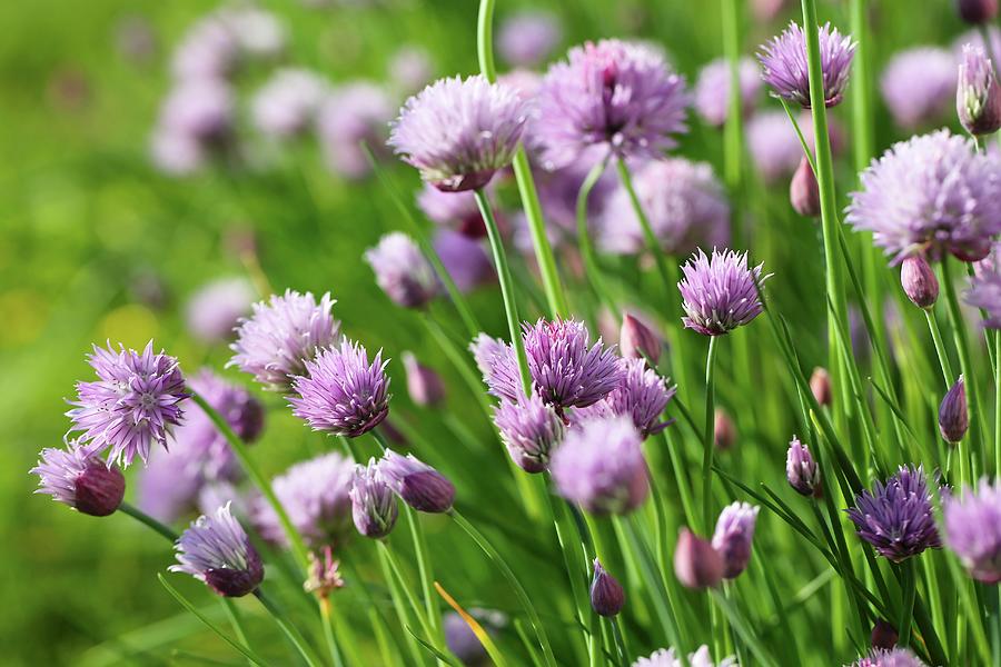 Flowering Chives In A Garden close-up Photograph by Lydie Besancon