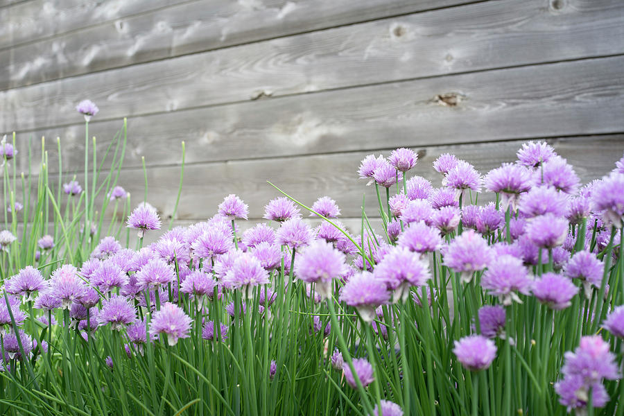 Flowering Chives Photograph by Jim Norton