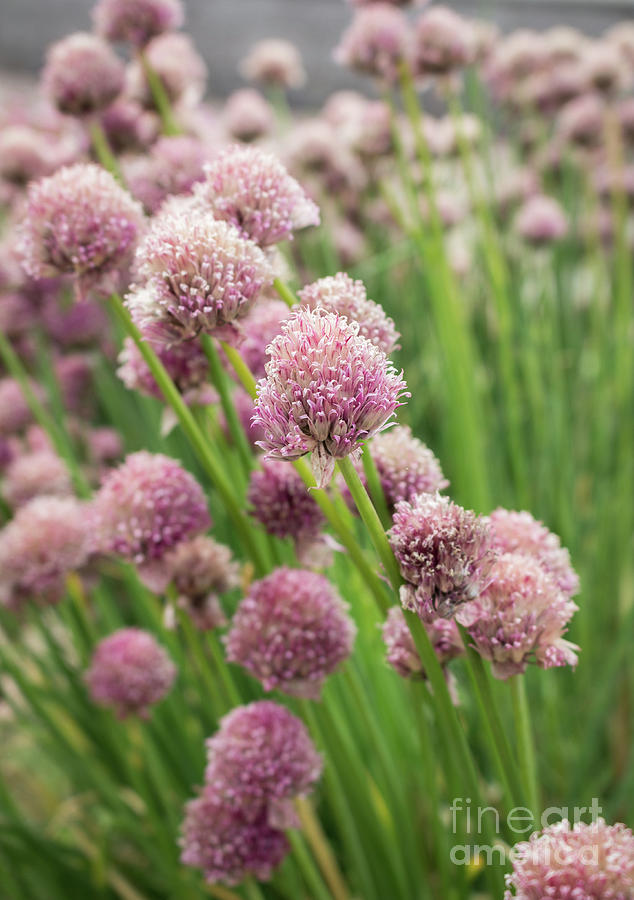 Flowering Chives Photograph by SJ Elliott Photography