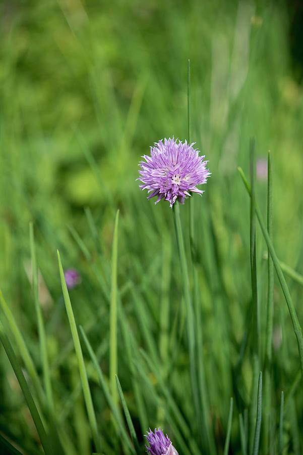 Flowering Chives Photograph by Stuart Cox