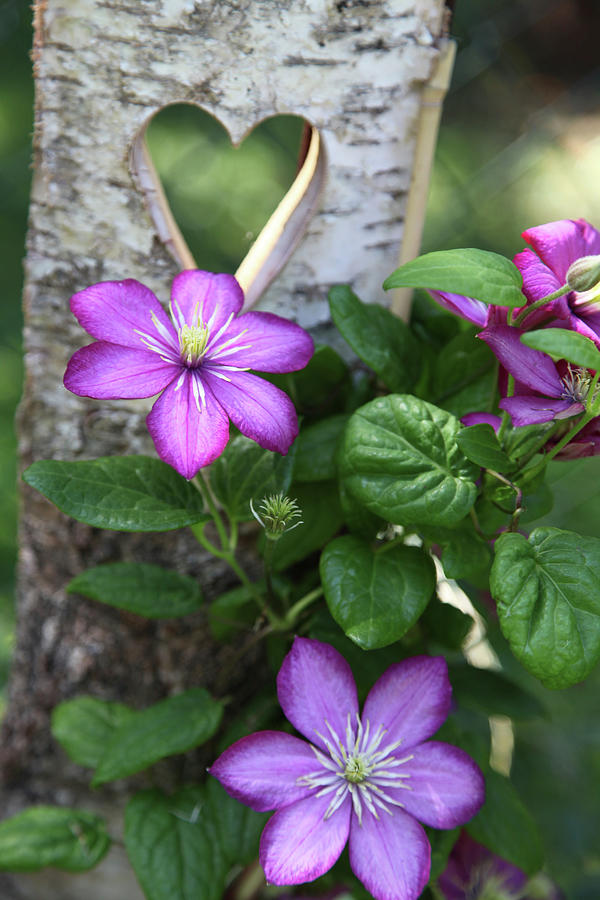 Flowering Clematis In Front Of Birch Wood With Love-heart Cut-out Photograph by Sonja Zelano