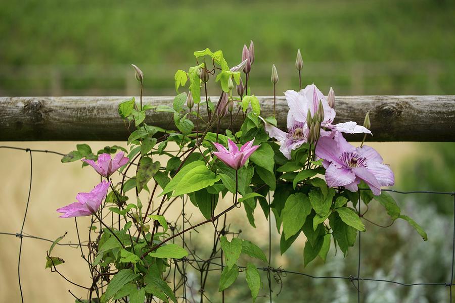 Flowering Clematis On Wire Garden Fence Photograph by Carine Lutt