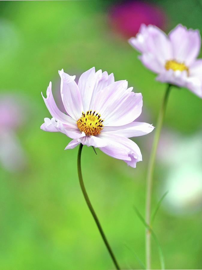 Flowering Cosmos In Garden Photograph by Angelica Linnhoff