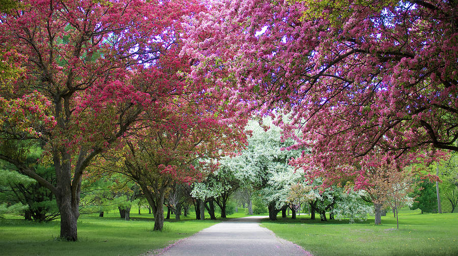 Flowering Crabtrees on Minnehaha Parkway Photograph by Hermes Fine Art