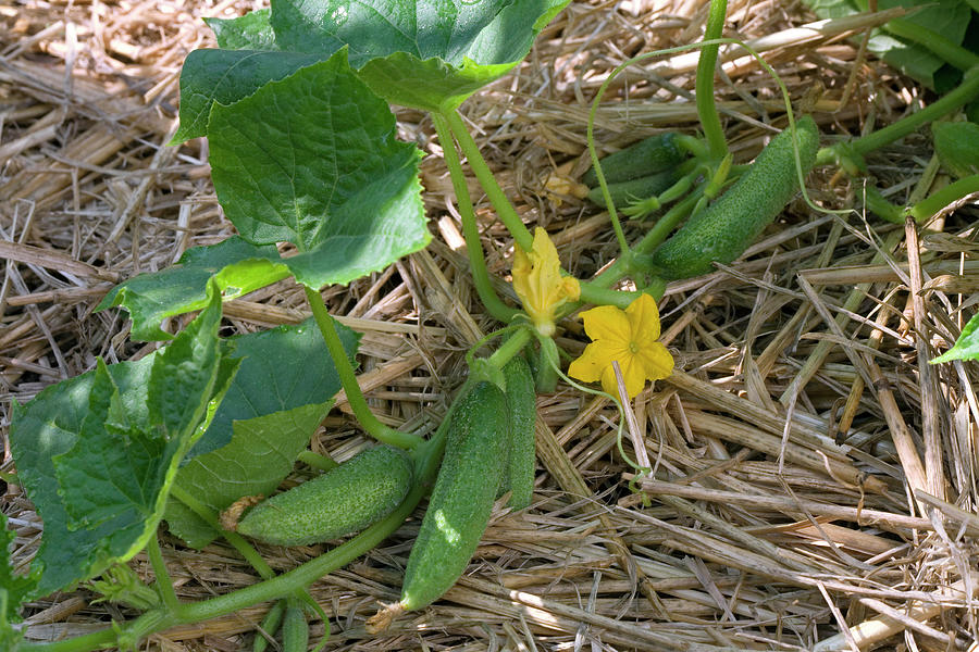 Flowering Cucumber, Pickled Cucumber cucumis On Straw Mulch Cover Photograph by Noun