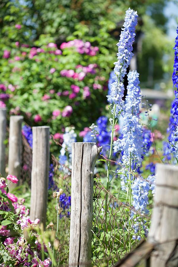 Flowering Delphiniums In Sunny Cottage Garden Photograph by Dagmar ...