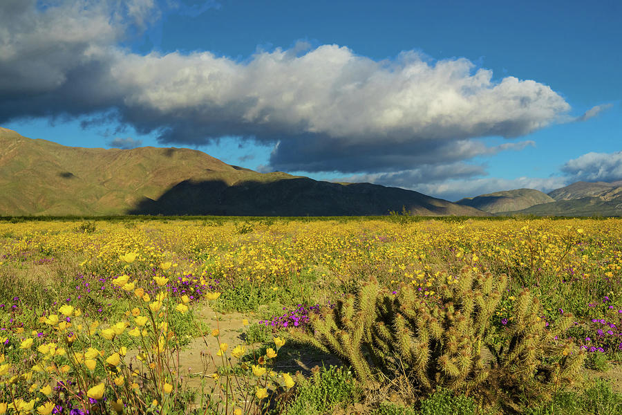 Flowering Desert, California Photograph by Michael Lustbader - Pixels