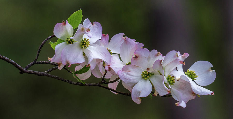 Flowering Dogwood Photograph by Jerry Gammon