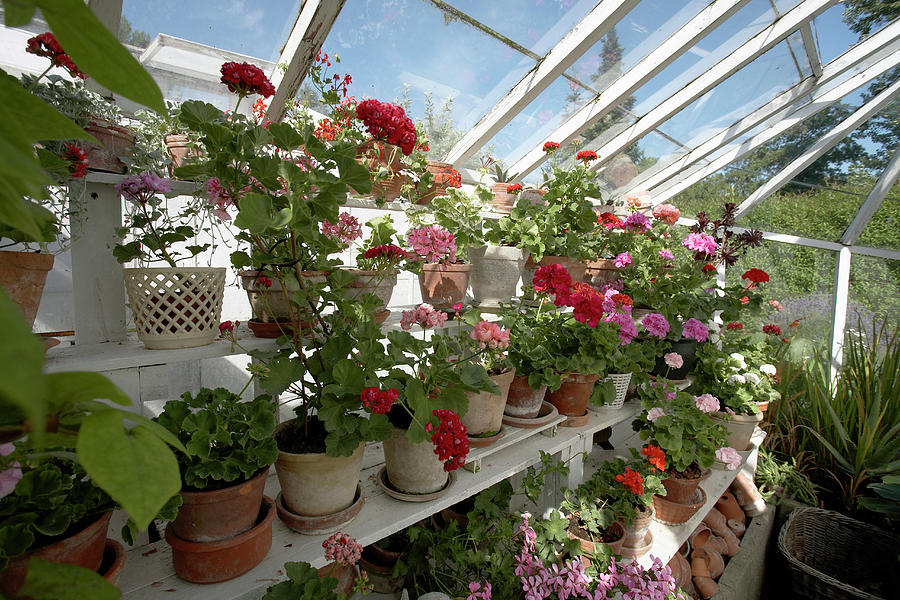 Flowering Geraniums In Greenhouse Photograph by Kennet House Of Pictures / Havgaard