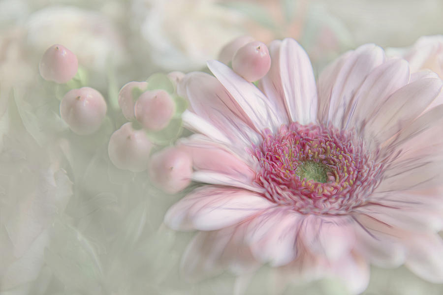 Flowering Happiness Photograph by Gilbert Claes