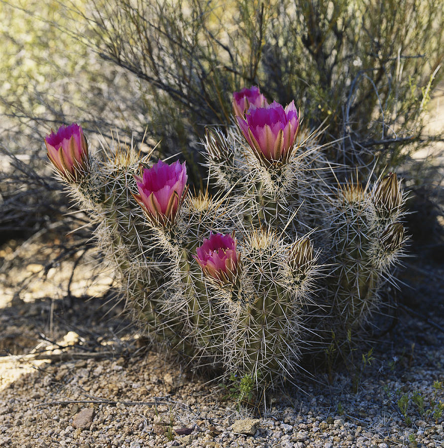 Blooming Hedgehog - Canvas print 2024 - cactus wall decor - Arizona art