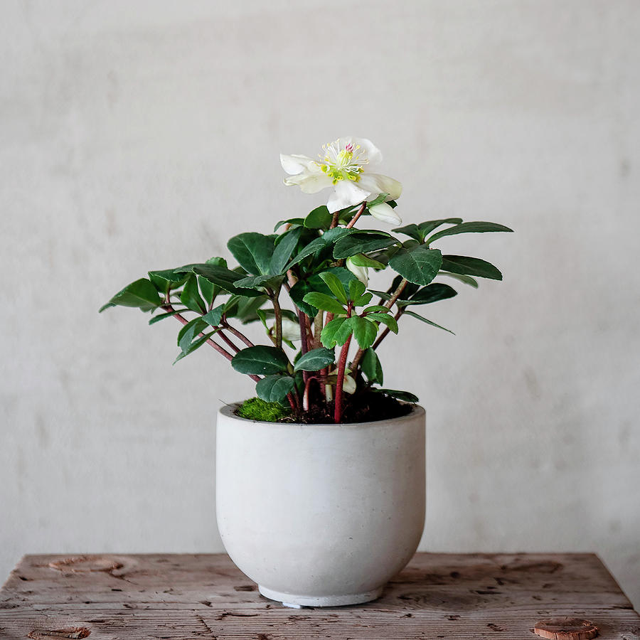 Flowering Houseplant In White Cache Pot Photograph by Magdalena Bjrnsdotter