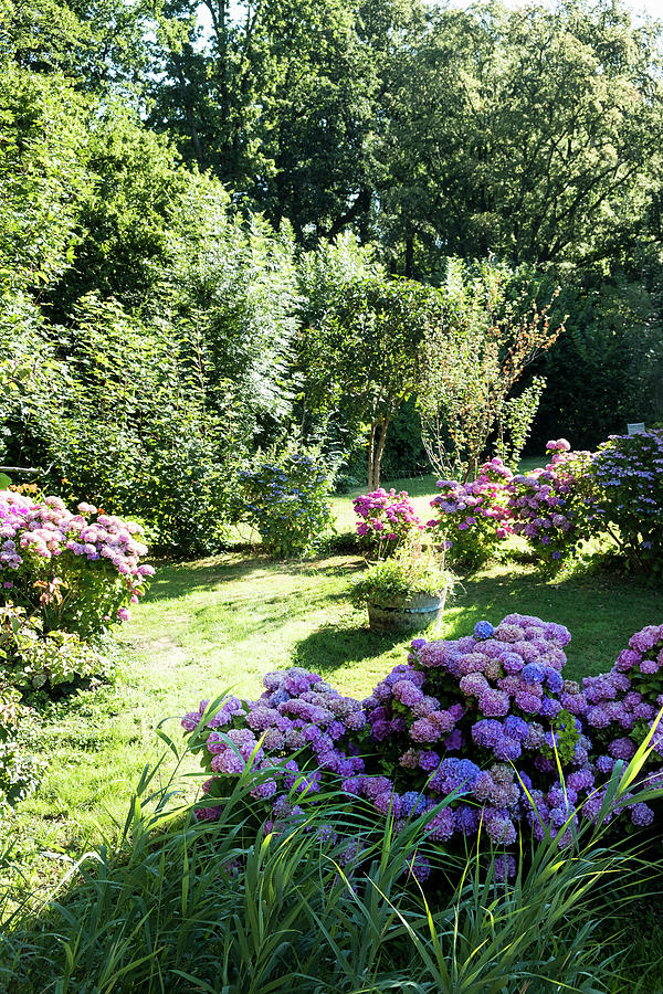 Flowering Hydrangeas In Garden Photograph by Lucie Beck